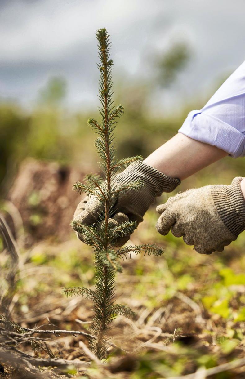 Afforestation up by 110% on last year