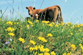 Watch: strong demand for organic cattle in Carrigallen