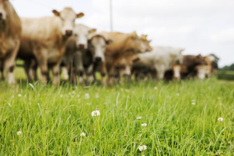 Kingscourt plans for twice weekly online cattle sales for TB restricted herds