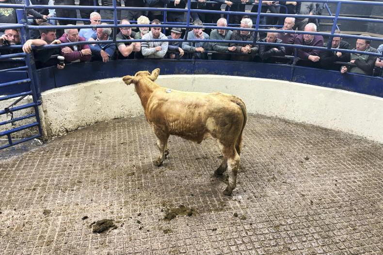 Watch: strong demand for organic cattle in Carrigallen