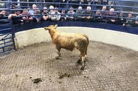 Watch: strong demand for organic cattle in Carrigallen