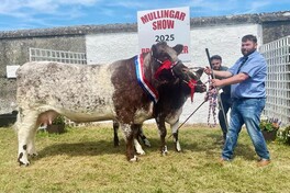 Flossy Sky steals show in Mullingar for Shorthorns