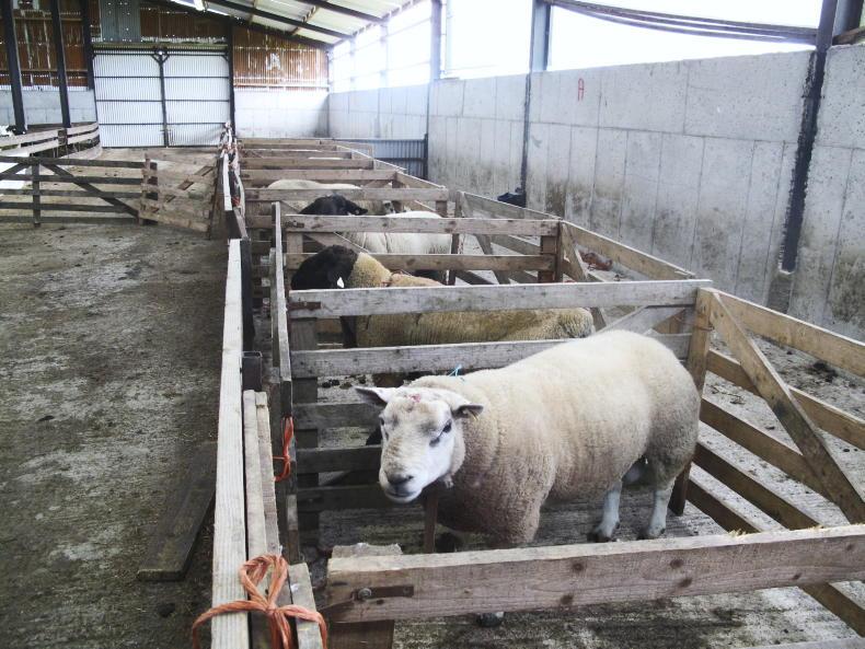 Managing rams and possible Schmallenberg virus threat