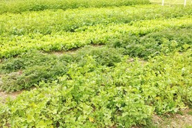 1,300 farmers apply to grow catch crops in new project