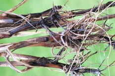 Take-all a big problem in crops this year