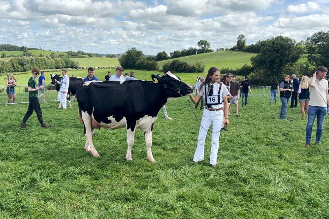 Young Stock Podcast: stock judging and showing pedigree cows