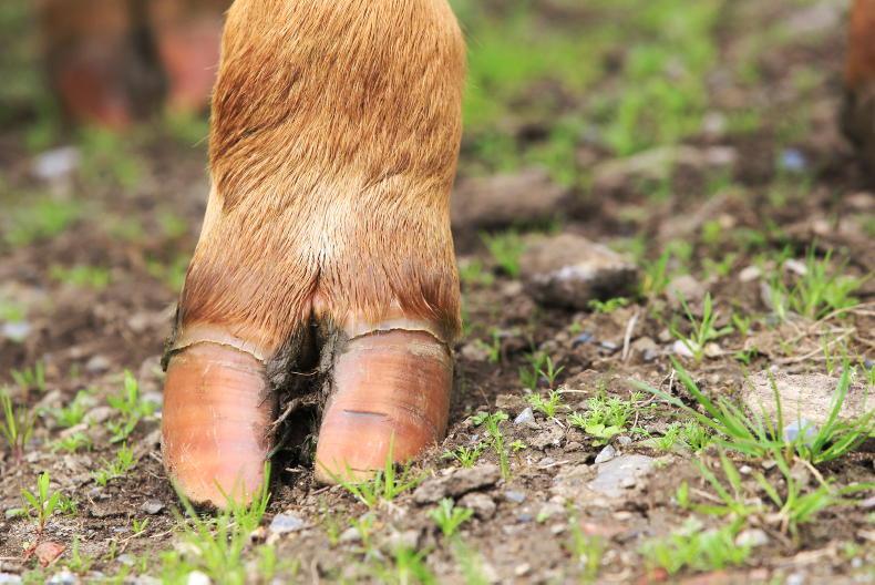 Department removed cattle and sheep from farm over mortality rates