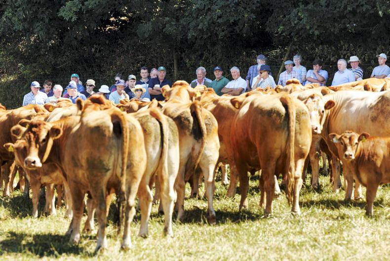 Excellence in suckler beef production showcased at Limousin open day