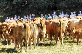Excellence in suckler beef production showcased at Limousin open day