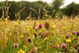 Kerry eco-social farm 'inviting community to us'
