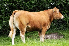 'Classy Lassies' average €7,192 in sizzling hot Keltic sale