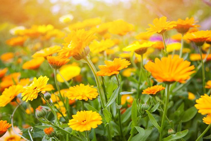 Gardening with Paul: keep your space fresh as a daisy  