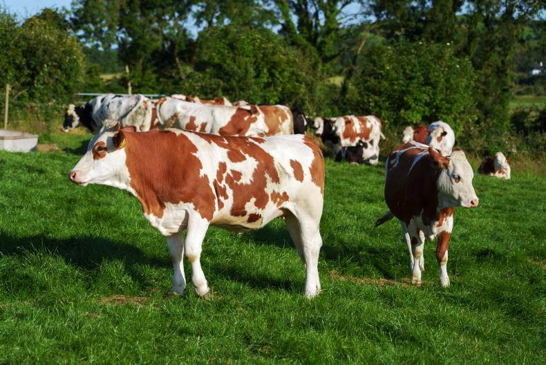 Calf price a concern in Cavan  