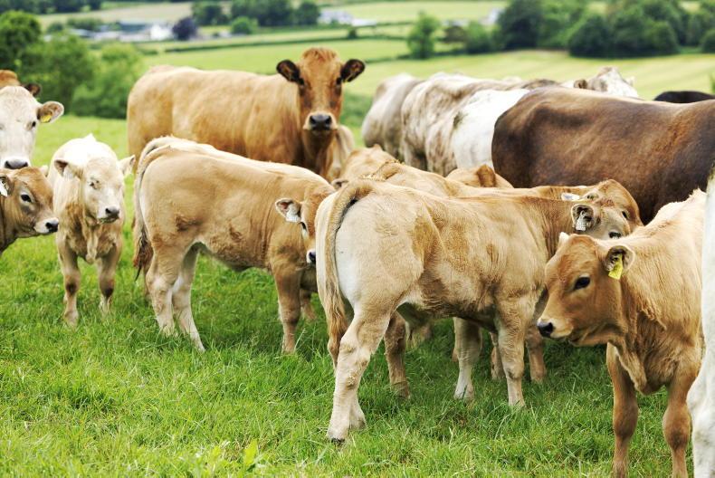 Small Scottish suckler farmers