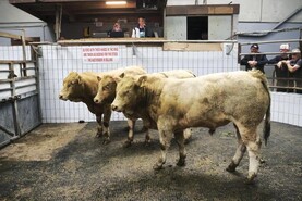Average price of €1,993/head for weanling bulls in Ennis