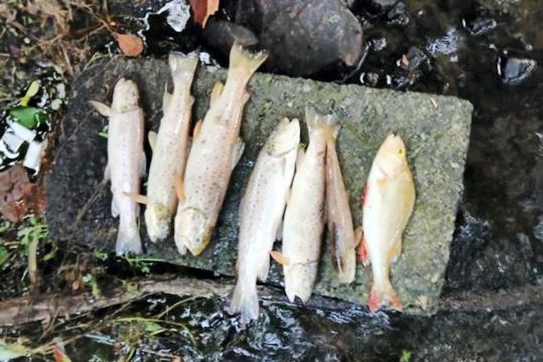 Investigation into fish kill in Cavan where over 1,000 fish died