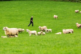 End of two-pillar CAP is a threat to food security - Sinn Féin