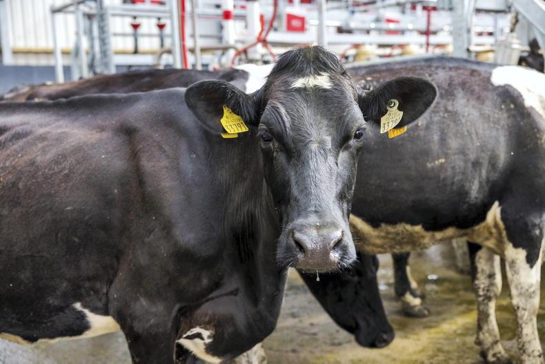 Whole milk powder up 1.7% in latest Global Dairy Trade auction 