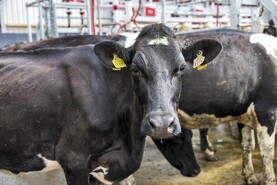 Whole milk powder up 1.7% in latest Global Dairy Trade auction 