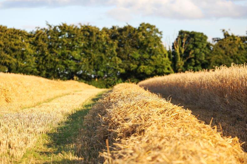 Department is a loyal straw customer - Teagasc