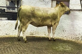 Martbids Database: factories fight for fat cattle in marts

