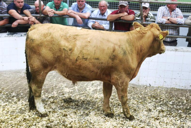 Camera at the Mart: stores and finished lots kick up a gear in Headford