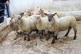 Changing dynamics within the NI lamb market