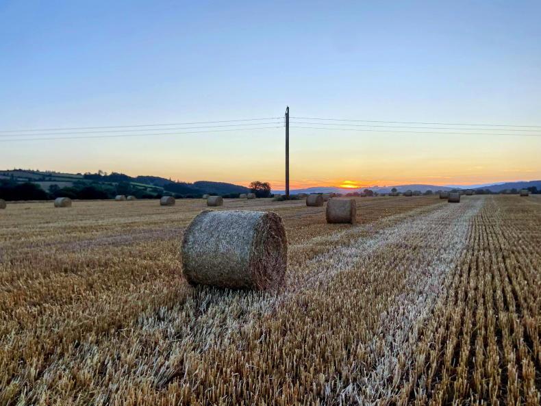 Straw market starts out strongly