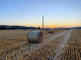 Straw market starts out strongly