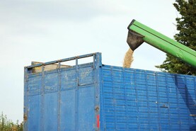 Grain Trends: prices more positive, maize an issue