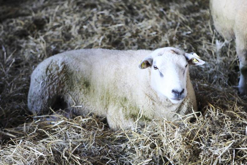 Sheep Management: faecal egg counts, store lambs and quarantine control