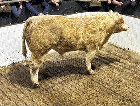 Marts double down on credit    