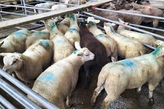 Sheep mart comment: store lambs dominate smaller entries