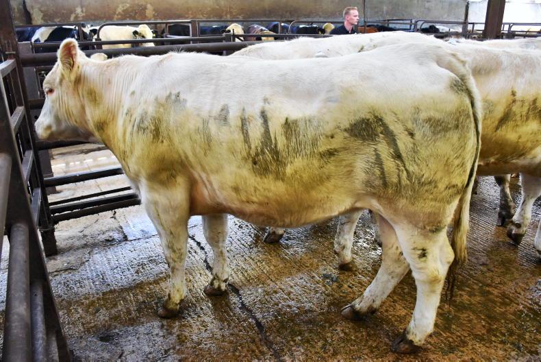 Northern View: prices edging up for prime beef cattle