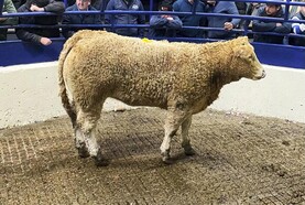 Carrigallen Mart to hold sale for TB-restricted herds on Martbids
