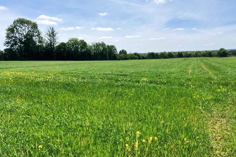 Riverside farm in tillage with 13ac of forestry in Offaly