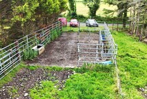 Grass farm with cattle handling unit and shed in Co Roscommon