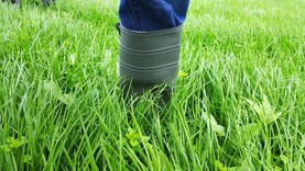 The Grass Week: growth ahead of average in north and on par or below in south