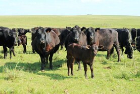 Meat consumption to grow by 46m tonnes in next decade