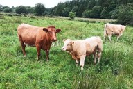 Schemes update:  Over 200 farmers received ACRES payments last week