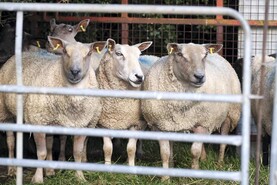 In pictures: highlights from Ireland's harvest, livestock and farm shows