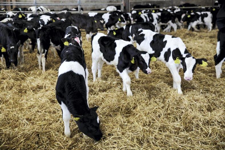 Live cattle exports shy of 300,000 head following 35,273 increase