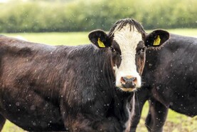 Bluetongue found in two cattle and two sheep in England