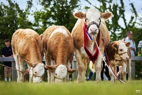 Triple treat as Simmental cow with triplet calves wins Great Yorkshire Show