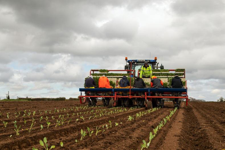 Heavy rain brings relief to vegetable growers