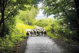 Farmer Writers: ‘farmer's guilt’ at day out in Dublin