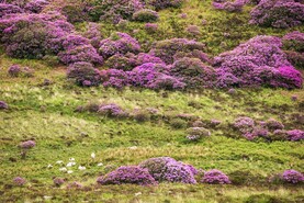 Unveiled: ACRES landscape actions with €50m budget