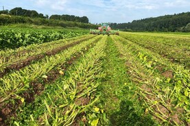 From the Tramlines: Winter barley harvest wrapping up