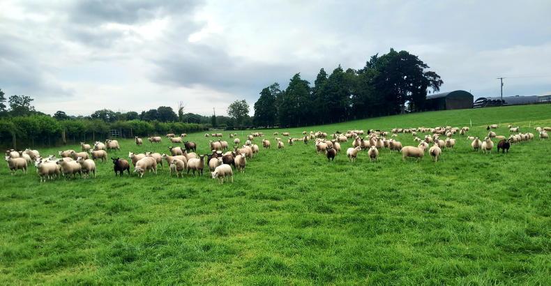 Cutting out fertiliser for sheep grazing
