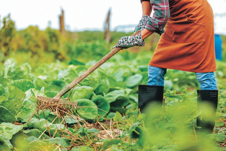 Gardening with Kitty: the magic of cover crops